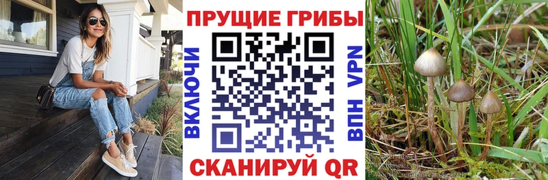 наркота  Псков  Псилоцибиновые грибы Psilocybine cubensis 